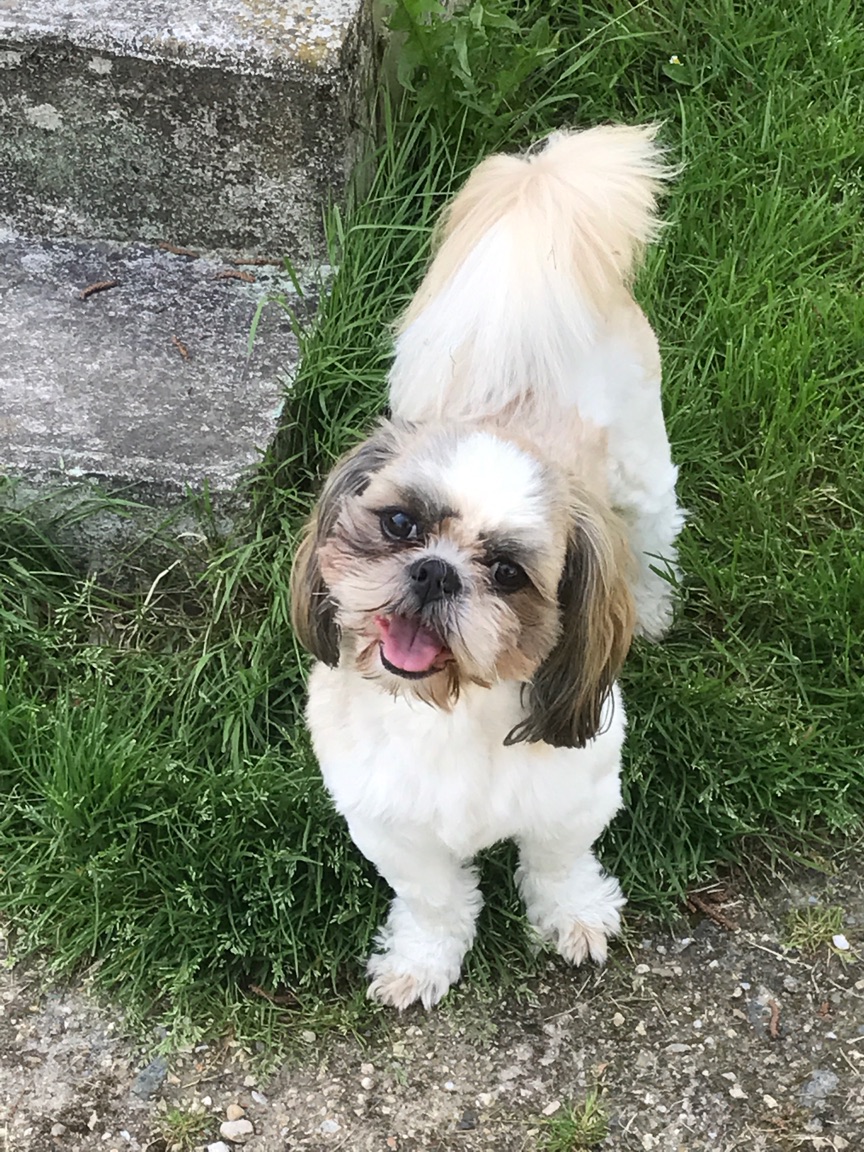 Shih tzu